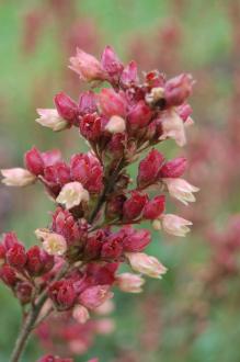 Heuchera cylindrica Flower (30/06/2012, Kew Gardens, London)