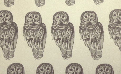 Owl blog header