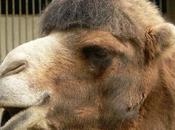 Camel Milking Becomes Spectator Sport