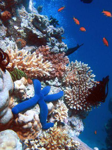 Great Barrier Reef (Photo by Richard Ling/Creative Commons via Wikimedia)