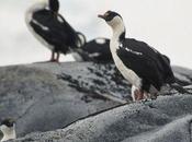 Cormorants Endure Olympian Dives Food