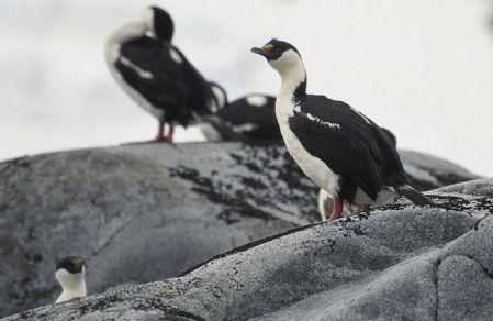 Imperial Cormorants (Photo by Jerzy Strzelecki/Creative Commons via Wikipedia)
