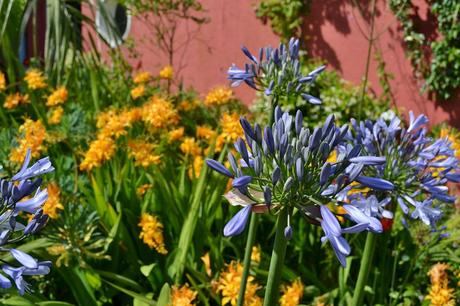 Friday Flowers