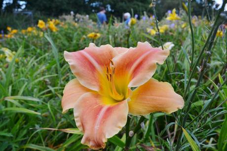 Friday Flowers