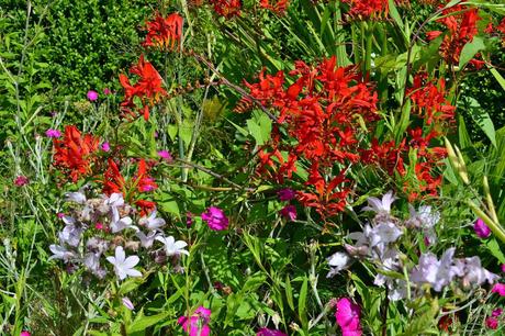 Friday Flowers