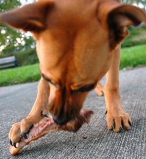 Rose Chewing on a Meaty Bone: Image by Wonderlane, Flickr