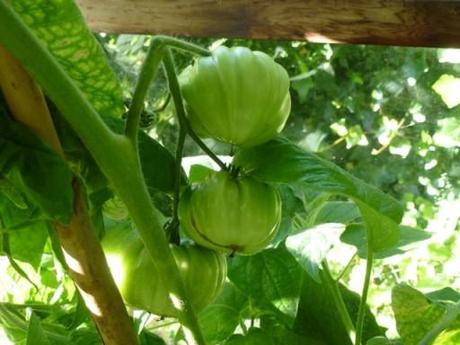 My Tomatoes Take a Turn for the Better