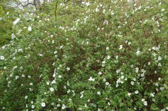 Rubus 'Benenden' (05/05/2012, Kew Gardens, London)