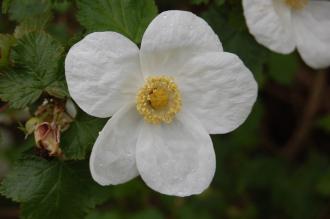 Rubus 'Benenden' Flower (05/05/2012, Kew Gardens, London)