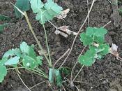 Wildflowers Part Deux