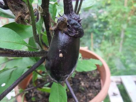 Lurking in the greenhouse