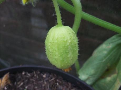 Lurking in the greenhouse