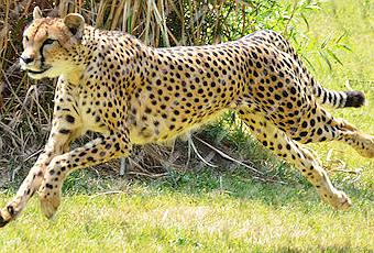 Record Breaking Cheetah Leap The Numbers Are Insane - w0g40pt