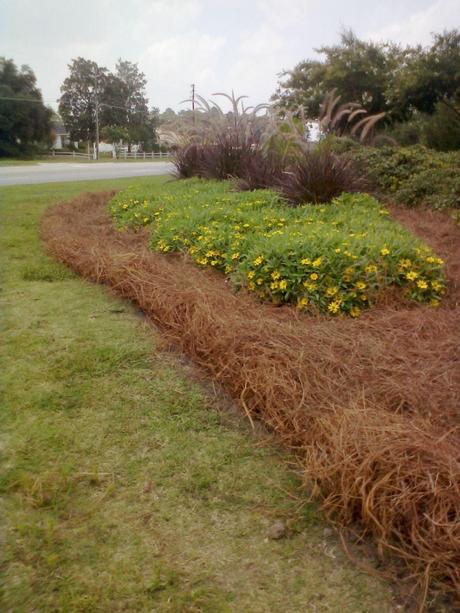 Bad Mulch?