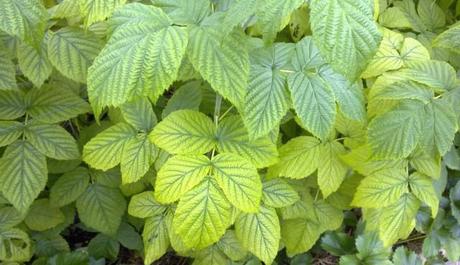 Yellowing Raspberries Leaves