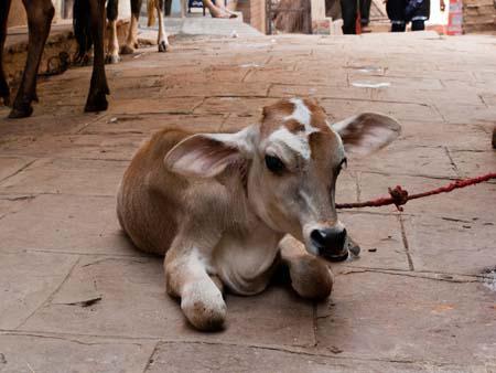 A calf, a baby cow, a common occurrence on Indian streets