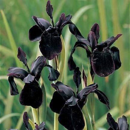 My new favourite flowers – back to black