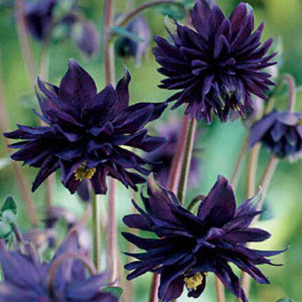 My new favourite flowers – back to black