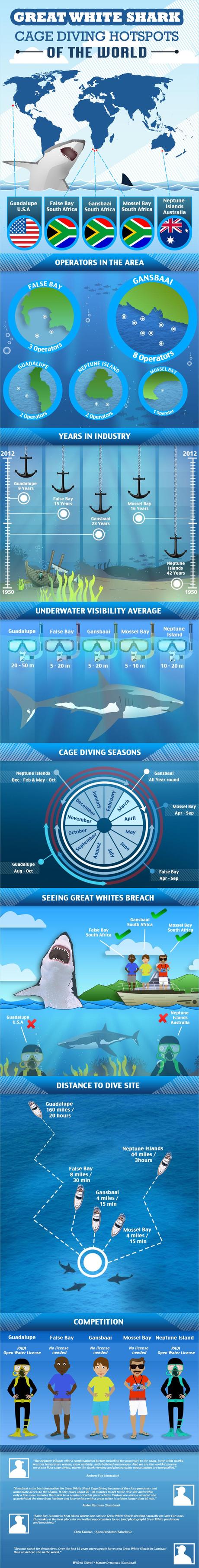 Infographic on Great White Shark Diving