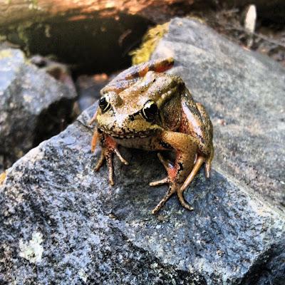 Our Summer Traditon: BBQ At Wahkeena Falls