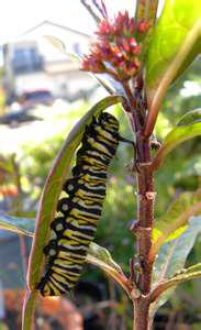 Monarch Butterflies Are Brilliant