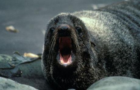 Northern Fur Seal (Public Domain Image)