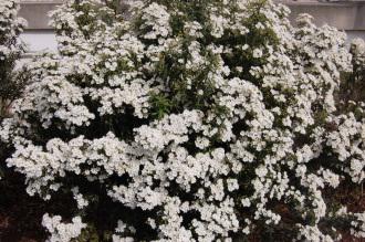 Olearia phlogopappa (05/05/2012, Kew Gardens London)