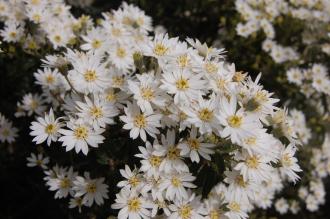 Olearia phlogopappa Flower (05/05/2012, Kew Gardens London)
