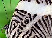 Butterflies Different Animals One?