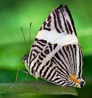 Are Butterflies Two Different Animals in One?