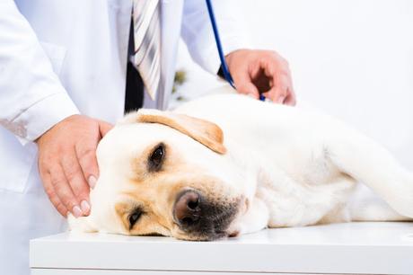 Not One More Vet: Three veterinary professionals died by suicide in March 2021