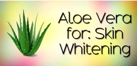 aloe vera is best to whiten skin permanently aloe vera is best to whiten skin permanently