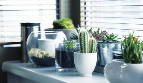 14 Ways to Decorate Your Home With Succulents