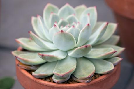 14 Ways to Decorate Your Home With Succulents