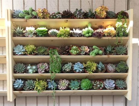 14 Ways to Decorate Your Home With Succulents