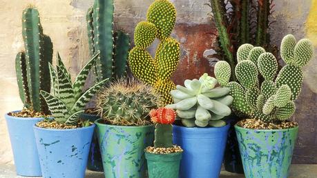 14 Ways to Decorate Your Home With Succulents