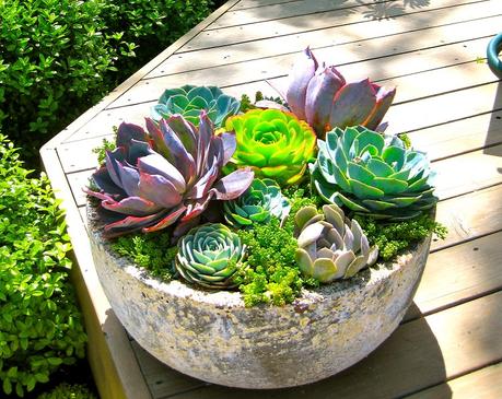 14 Ways to Decorate Your Home With Succulents