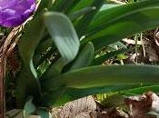 Spring Flowers Reminder