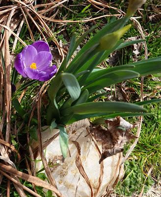 Spring Flowers and a Reminder