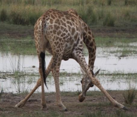 POEM: Yoga for Giraffes