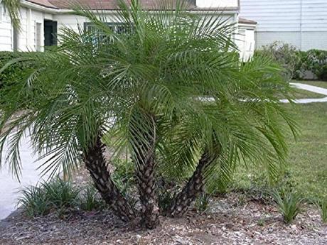 PHOENIX ROEBELENII, Pygmy Date Palm exotic rare palms semi plant seed 50 seeds