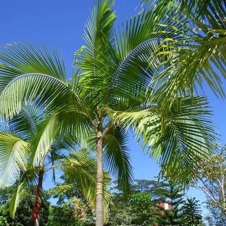 King Palm Seeds (Archontophoenix cunninghamiana) 5+ Rare Tropical Palm Tree Seeds
