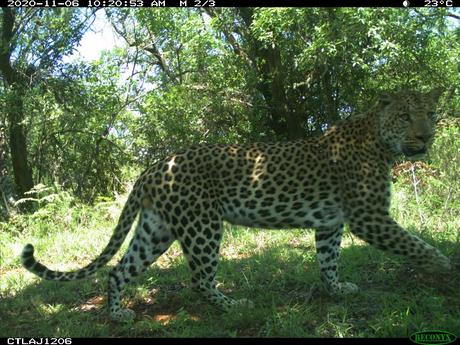 Panthera Leopard Monitoring Report 2020