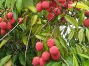 Litchi