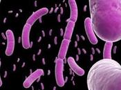 Good Bacteria: Surprising Benefits Bacillus Subtilis That Must Know