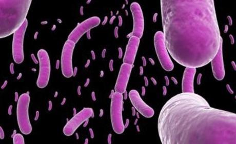 The Good Bacteria: 5 Surprising Benefits of Bacillus Subtilis That You Must Know