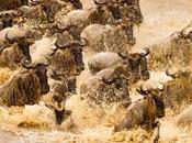 GREAT WILDEBEEST MIGRATION, TANZANIA Owen Floody Intrepid Tourist