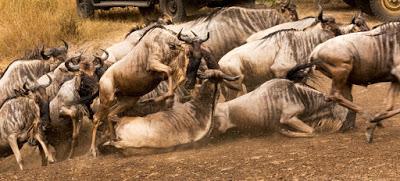 THE GREAT WILDEBEEST MIGRATION, TANZANIA by Owen Floody at The Intrepid Tourist