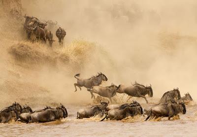 THE GREAT WILDEBEEST MIGRATION, TANZANIA by Owen Floody at The Intrepid Tourist