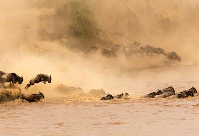 THE GREAT WILDEBEEST MIGRATION, TANZANIA by Owen Floody at The Intrepid Tourist